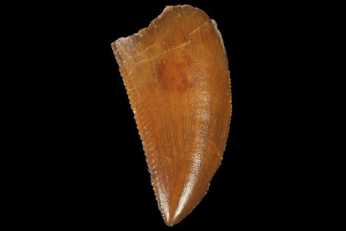 Serrated, Raptor Tooth - Real Dinosaur Tooth #134539